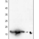 Histone H3 polyclonal antibody