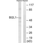 Brain-Specific Angiogenesis Inhibitor 1-Associated Protein 2-Like Protein 1 (BAIAP2L1) Antibody