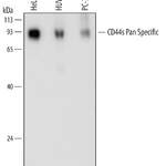 Human CD44s Pan Specific Antibody