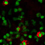 Human TNF RI/TNFRSF1A Antibody