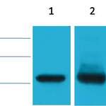 Histone H3 Mouse Monoclonal Antibody(Mix-mA™)
