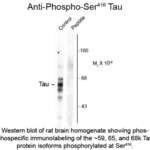 Tau phospho S416 Antibody
