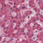 MGLL / Monoacylglycerol Lipase Antibody (Internal)