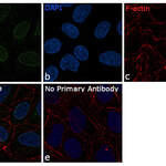 SIRT1 Monoclonal Antibody (1F3)