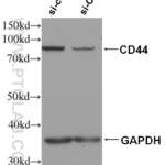 CD44 Monoclonal antibody