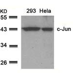 JUN (Ab-91) Antibody