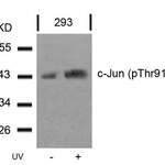 Phospho-JUN (Thr91) Antibody