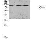 Tau (Acetyl Lys174) Polyclonal Antibody
