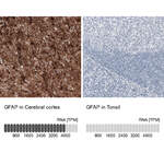 Monoclonal Anti-GFAP Antibody