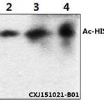 Histone H3 (Acetyl-K123) polyclonal antibody