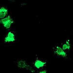 Adiponectin Monoclonal Antibody (OTI7B11), TrueMAB™