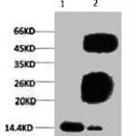 Tri-methyl-Histone H3(K79) Monoclonal Antibody