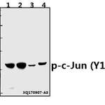 c-Jun (phospho-Y170) polyclonal antibody