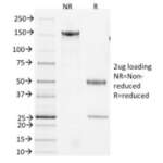 CD3e Antibody [clone 145-2C11] (V8271)