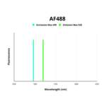 CD44 Antigen (CD44) Antibody (AF488)